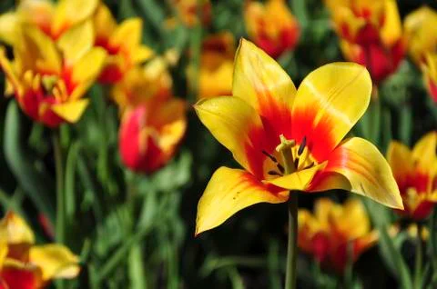 Tulips Stock Photos