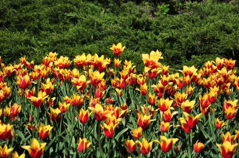 Tulips Stock Photos