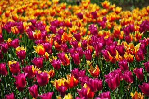 Tulips Stock Photos