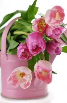 Tulips Stock Photos