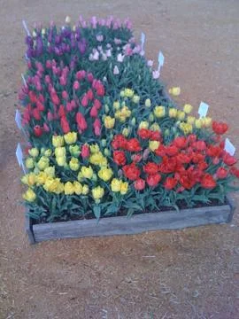 Tulips Stock Photos