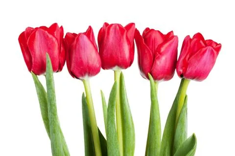 Tulips Foto stock
