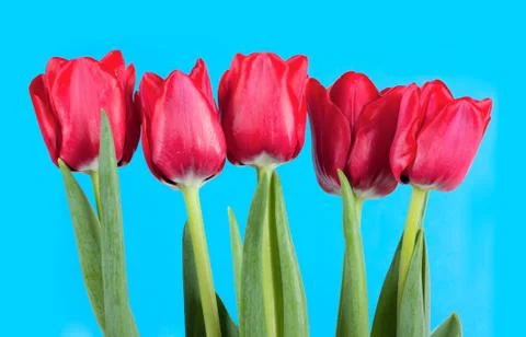 Tulips Stock Photos