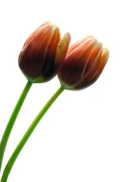 Tulips Stock Photos