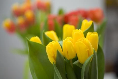 Tulips Stock Photos