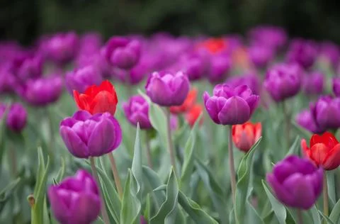 Tulips Stock Photos