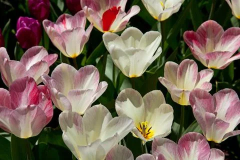 Tulips Foto stock