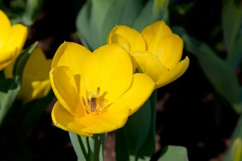 Tulips Stock Photos
