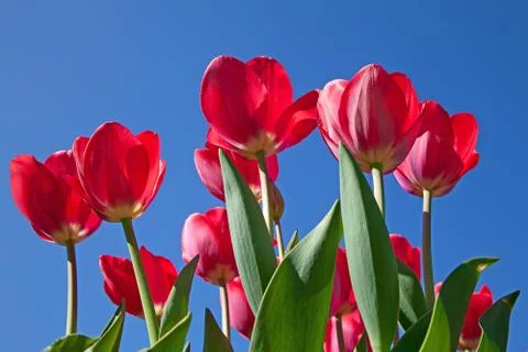 Tulips Stock Photos