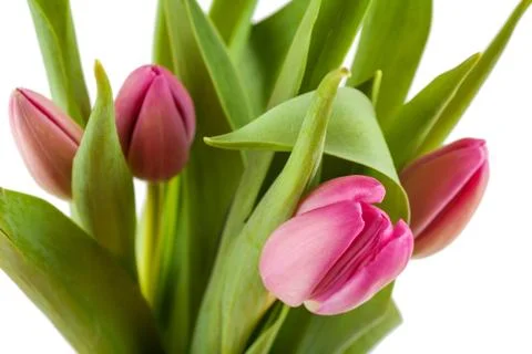 Tulips Stock Photos