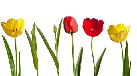 Tulips Stock Photos