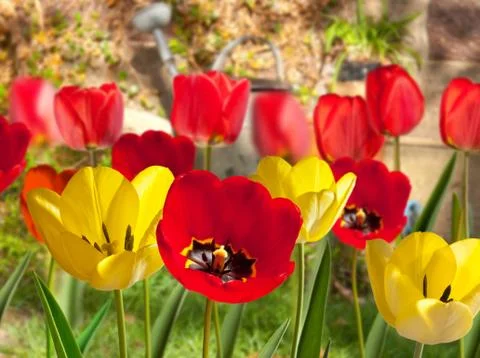 Tulips Stock Photos