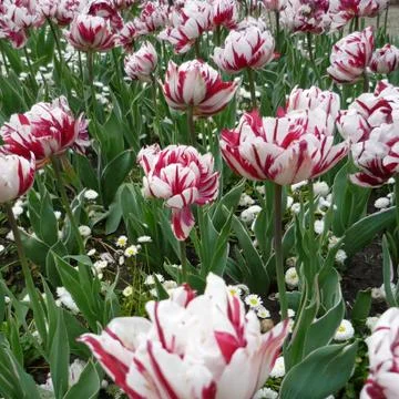 Tulips Stock Photos