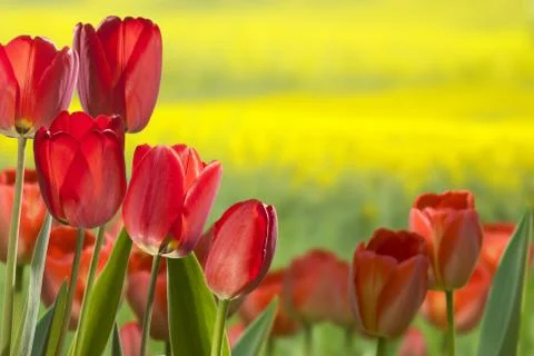 Tulips Stock Photos