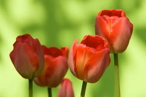 Tulips Stock Photos