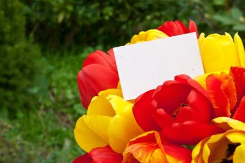 Tulips Stock Photos