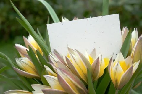 Tulips Stock Photos