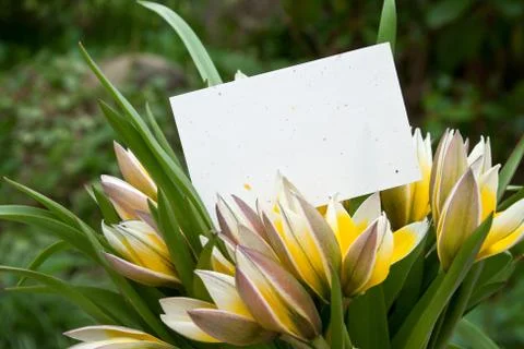 Tulips Stock Photos