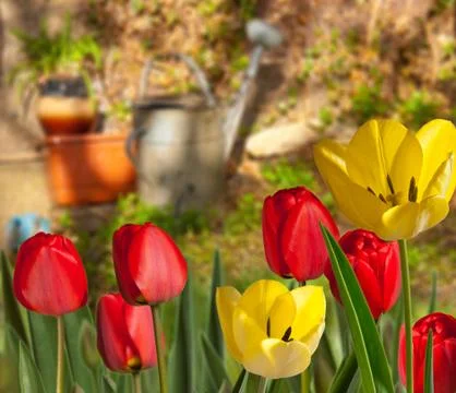 Tulips Stock Photos