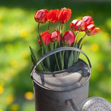 Tulips Stock Photos