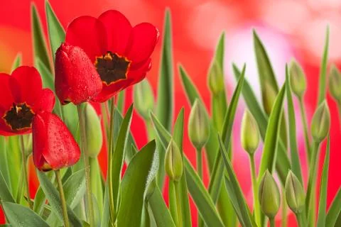 Tulips Stock Photos