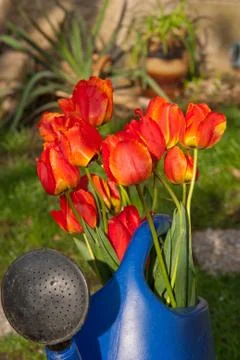 Tulips Stock Photos