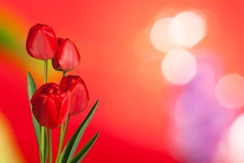 Tulips Stock Photos