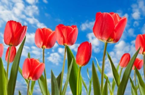 Tulips Stock Photos