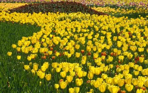 Tulips Foto stock