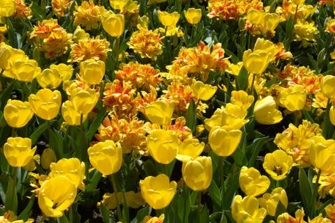 Tulips Stock Photos