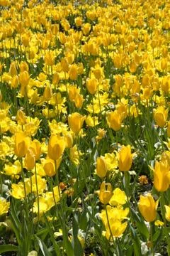 Tulips Stock Photos