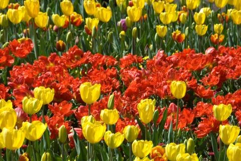 Tulips Stock Photos