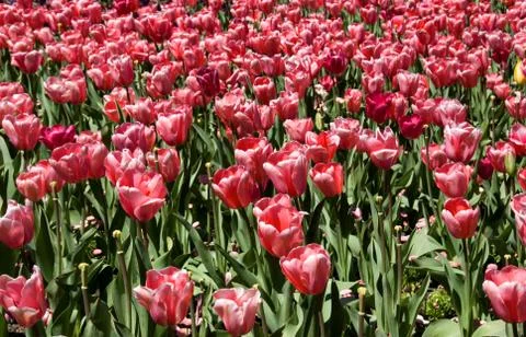 Tulips Foto stock