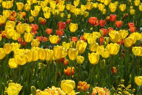 Tulips Stock Photos