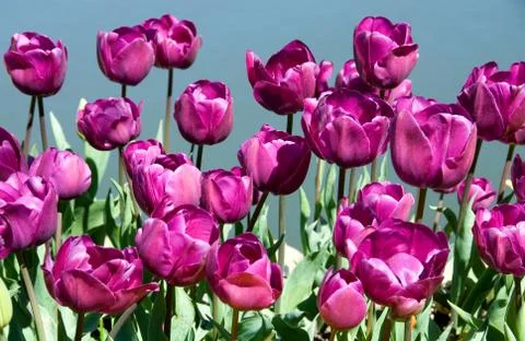 Tulips Foto stock