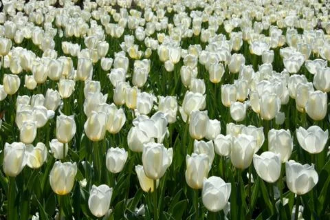 Tulips Foto stock