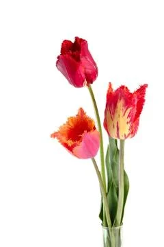 Tulips Stock Photos