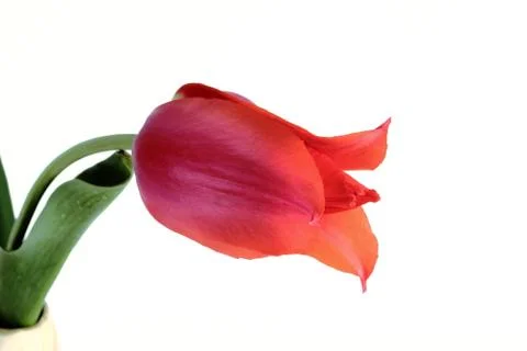 Tulips Stock Photos