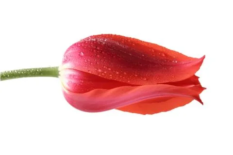 Tulips Stock Photos