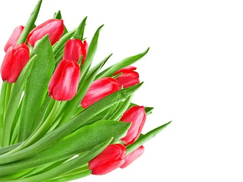 Tulips Stock Photos