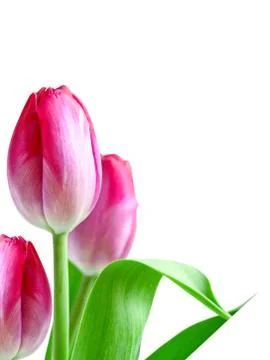 Tulips Stock Photos