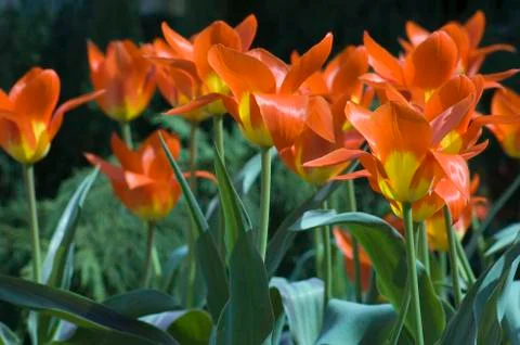 Tulips Stock Photos