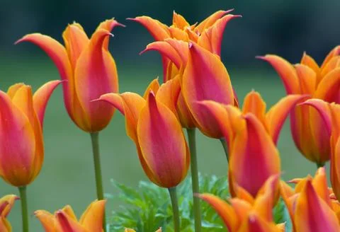 Tulips Stock Photos