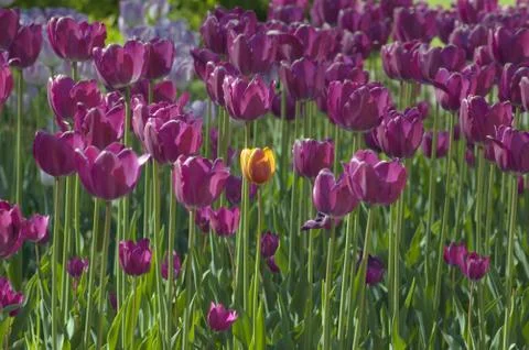 Tulips Stock Photos