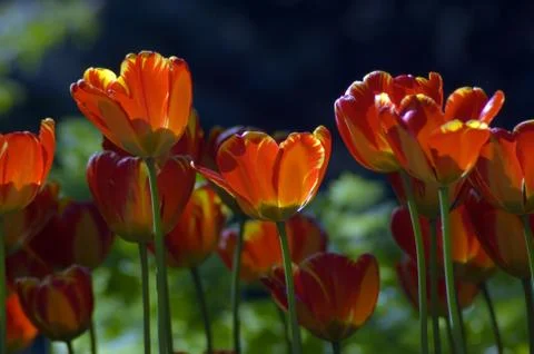 Tulips Foto stock