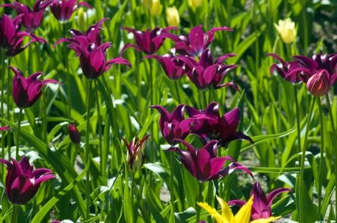 Tulips Stock Photos