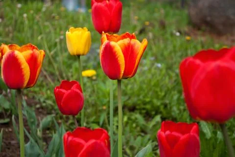 Tulips. Stock Photos