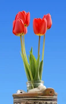 Tulips Stock Photos