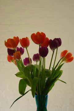 Tulips 스톡 사진