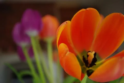 Tulips 스톡 사진